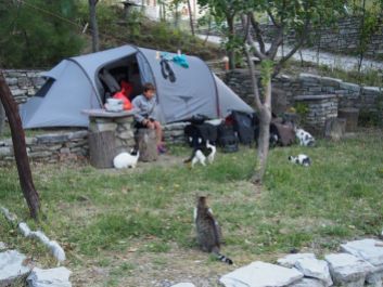 Camping avec chats